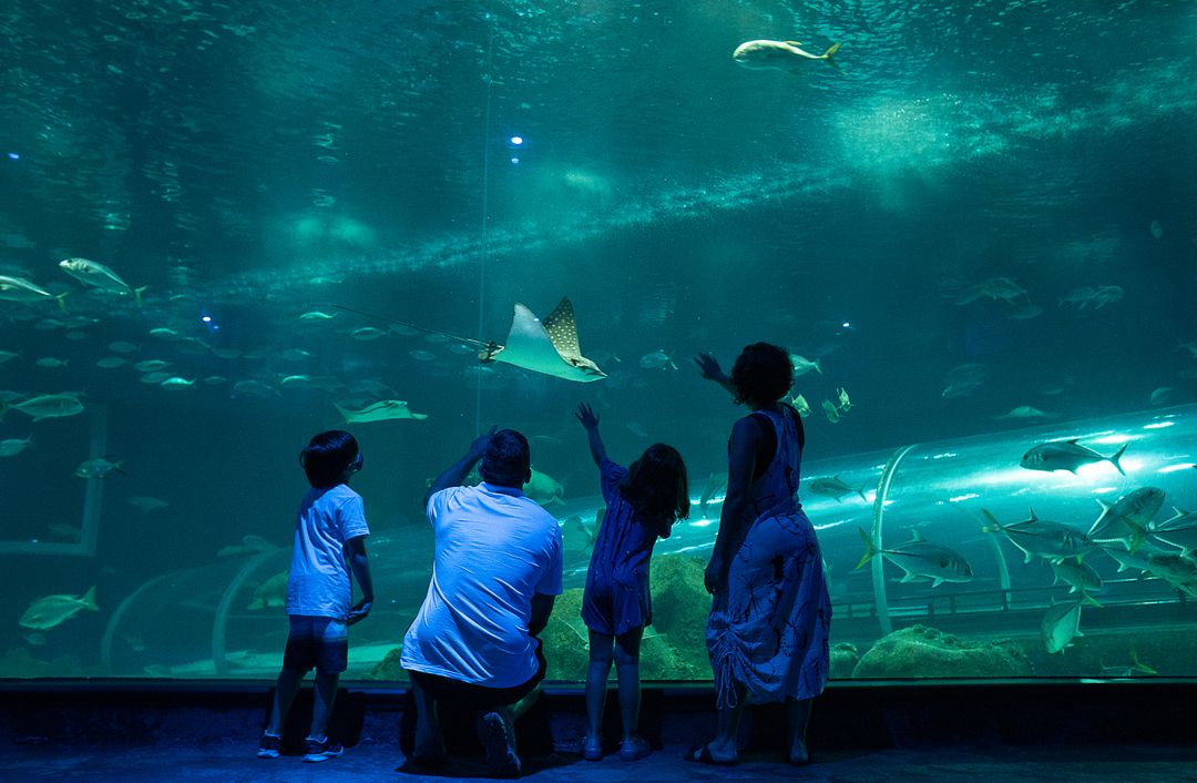 Família observa aquário
