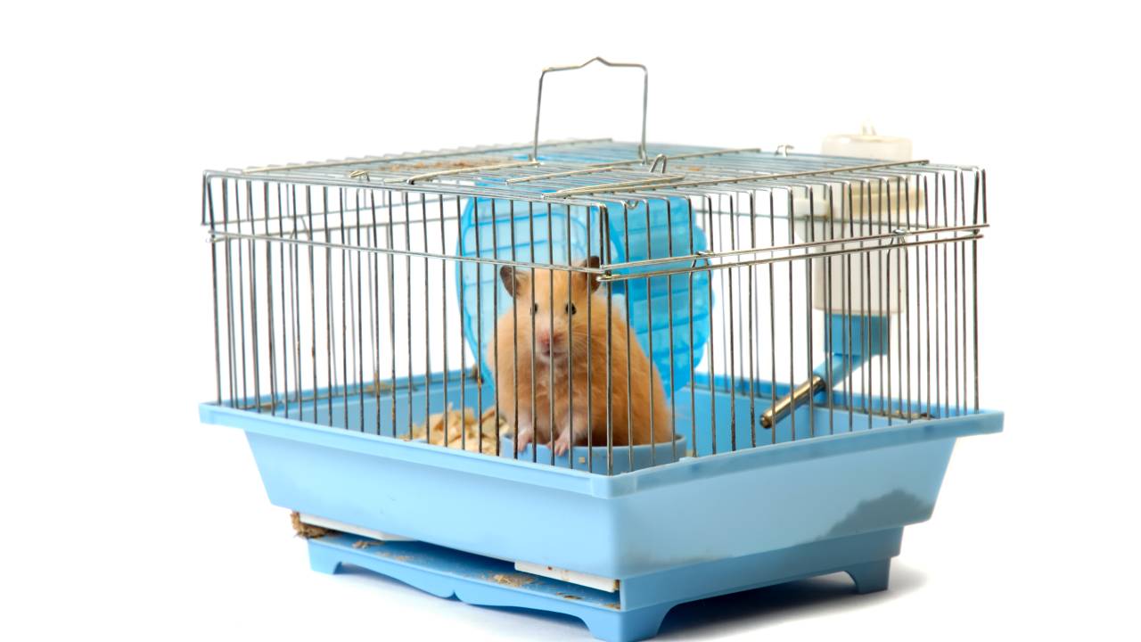 Um rato de laboratório trancado em uma gaiola.