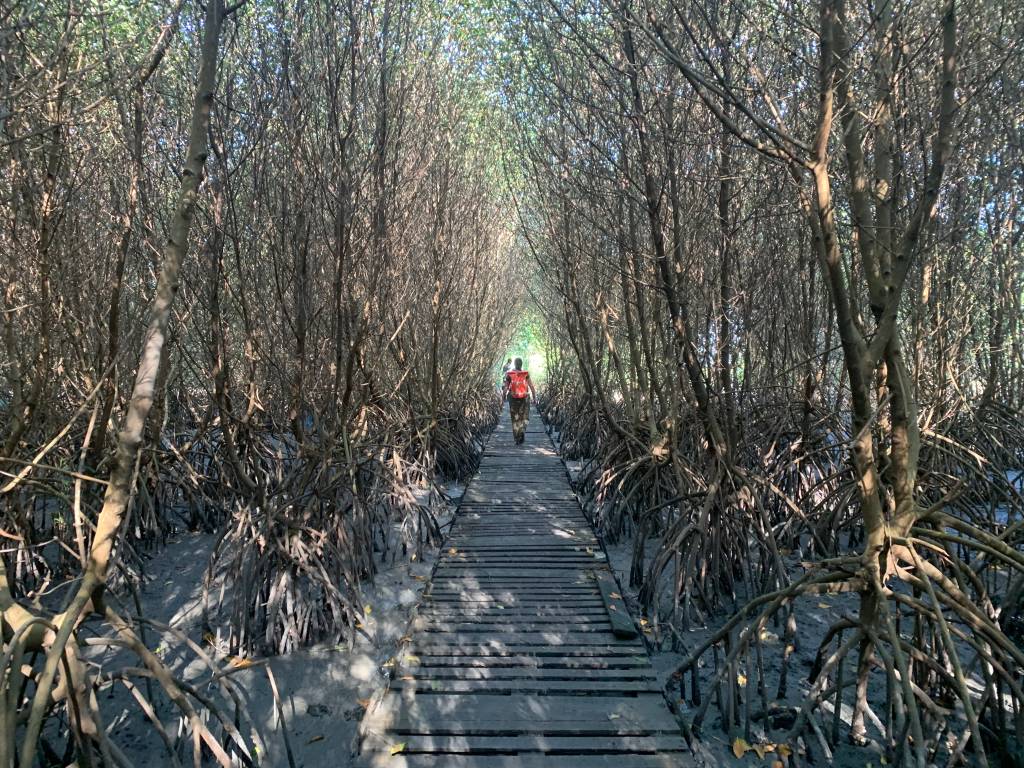 Pessoa de casaco vermelho anda entre bosque de mangues