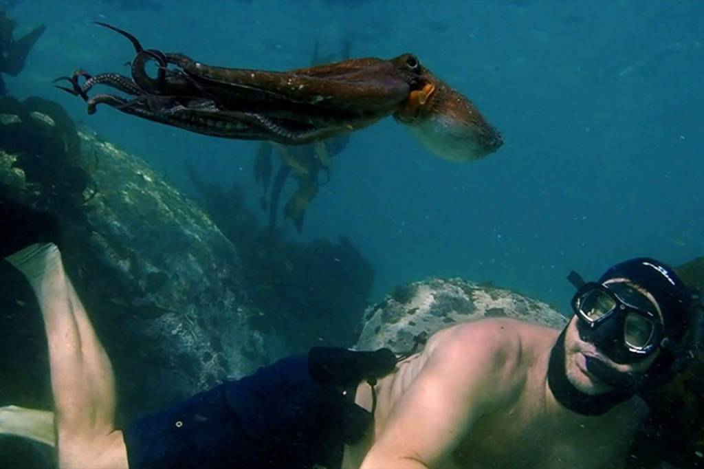 Imagem subaquática mostra mergulhador e polvo