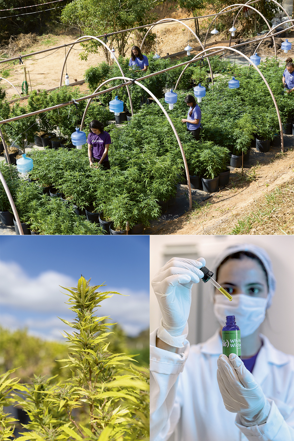 A primeira fazenda de maconha no Rio: a matéria-prima é usada na produção do óleo medicinal (abaixo) -