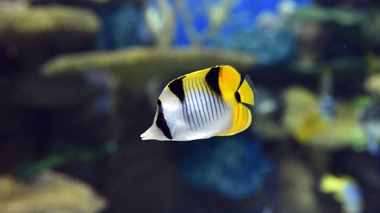 peixe com as cores branca e amarela