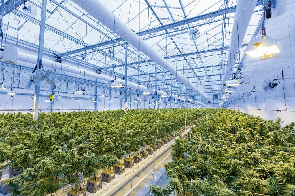 Canopy-Growth-Greenhouse.jpg Plantação no Canadá: o país é líder nas pesquisas e produção -