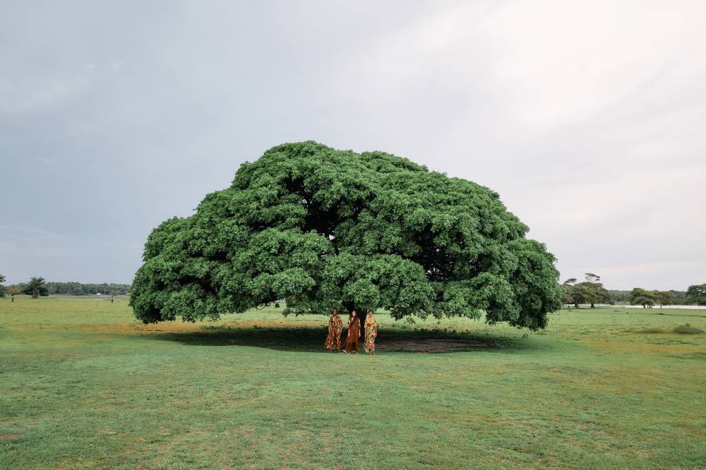 A imagem mostra uma árvore verde sobre gramado