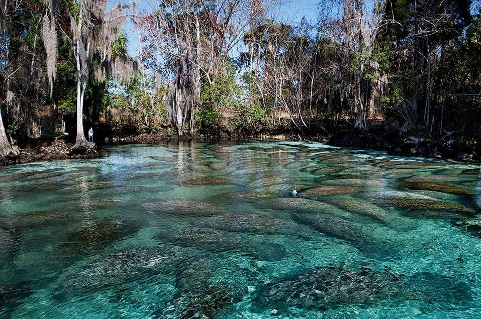 A quantidade de peixes-boi que ficam nas águas claras de Crystal River, na Flórida.