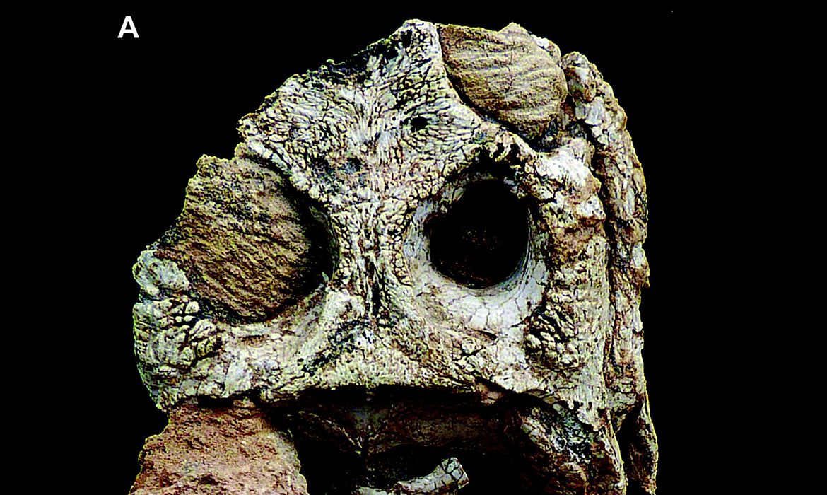 Crânio de fóssil de crocodiliforme
