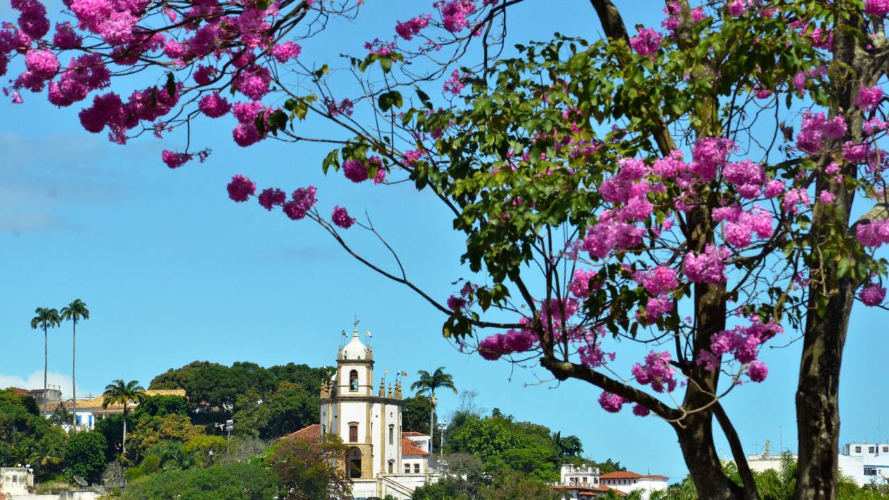 Temporada de ipês: onde encontrar e fotografar as belas árvores no Rio |  VEJA RIO