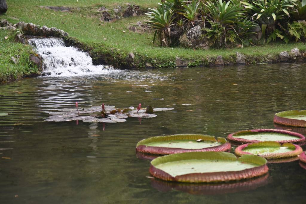 Lago no Jardim Botânico com vitórias-régias e uma queda d'água