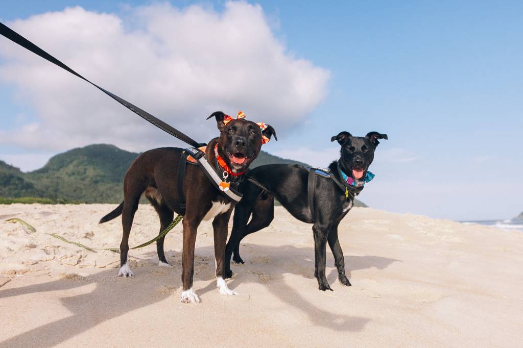 Foto mostra dois cães vira-latas pretos na praia usando coleiras