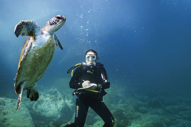 Comprovado: Ilhas Cagarras são hábitat de tartarugas-verdes