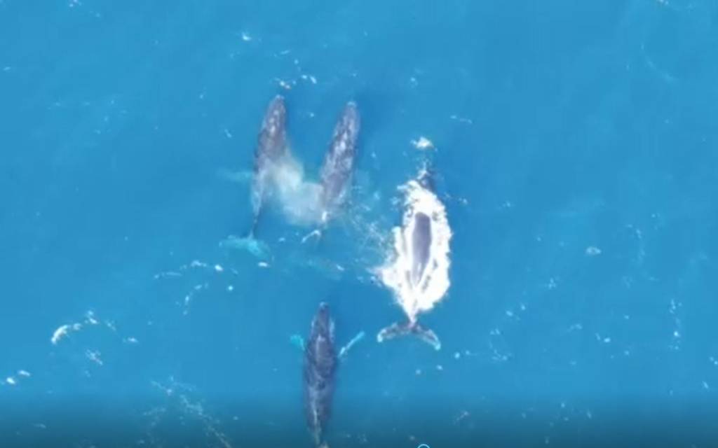 Imagem mostra quatro baleias nadando no mar de cor bem azul