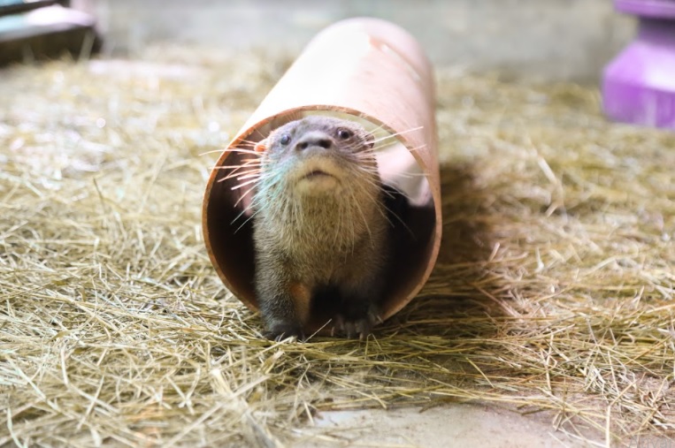 Lontra filhote dentro de um cano