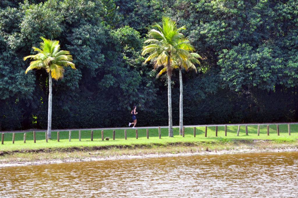 Foto mostra árvores do Bosque da Barra