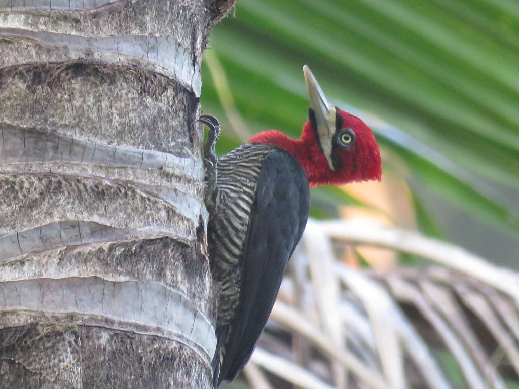 Mamãe pica-pau: família unida no parque natural