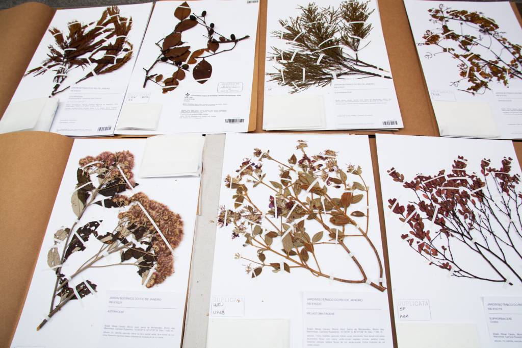 Plantas do herbário do Jardim Botânico coladas em papel