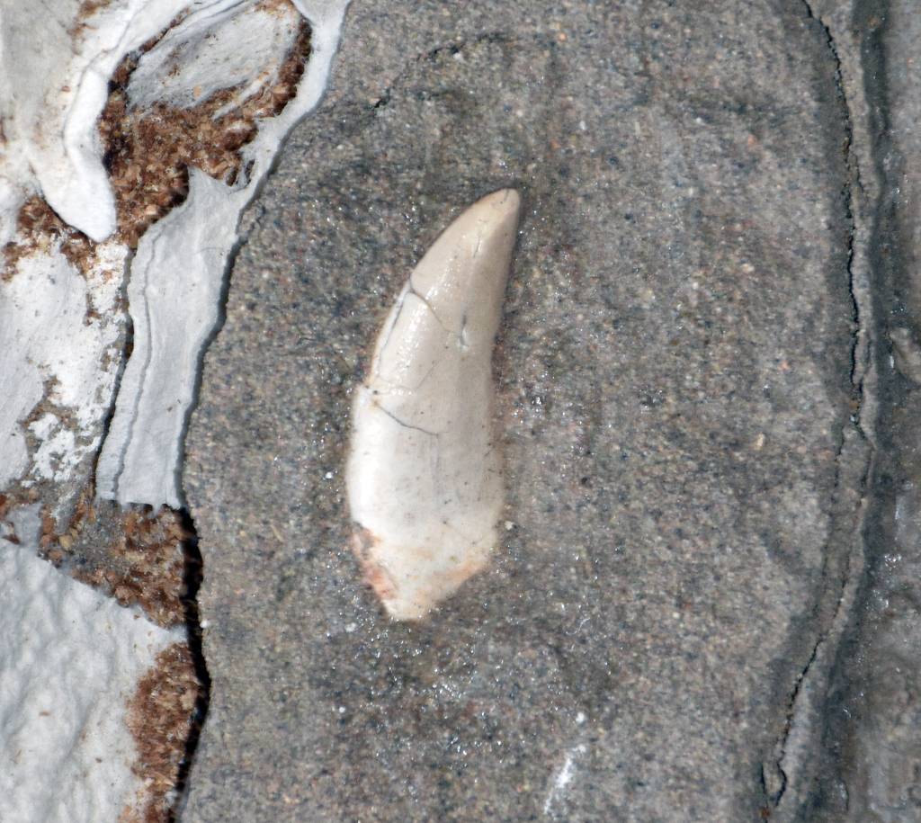 Dente de dinossauro Dente de dinossauro incrustado em uma rocha