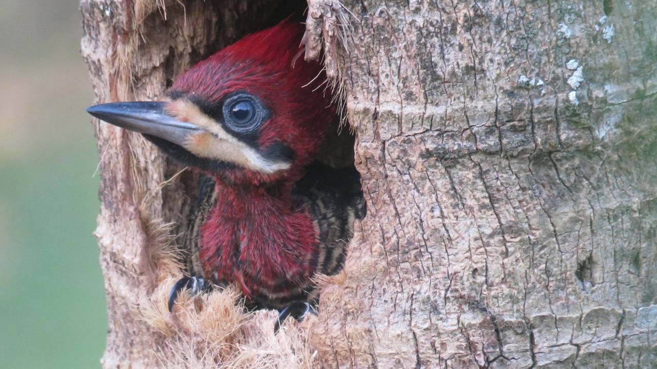 Pica-pau-rei: filhotinho de 2 meses em raro registro