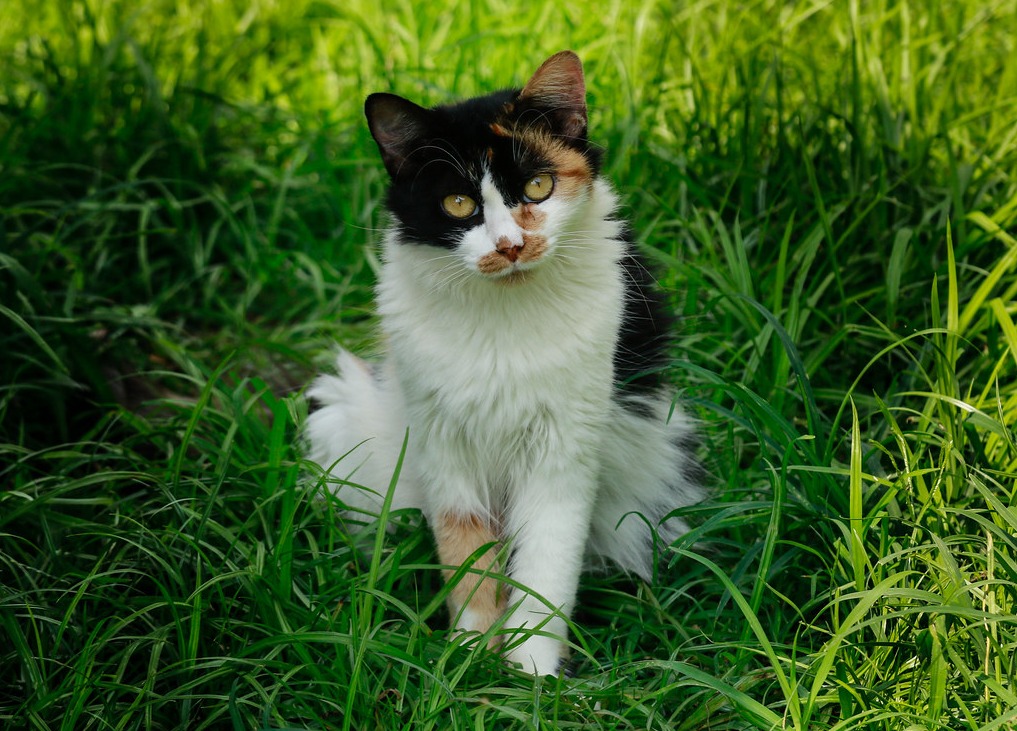 Foto mostra gato no meio da grama