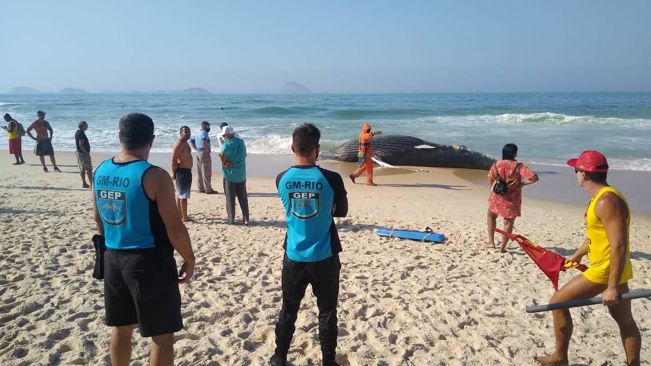 Baleia encalhada nas areias da praia de São Conrado
