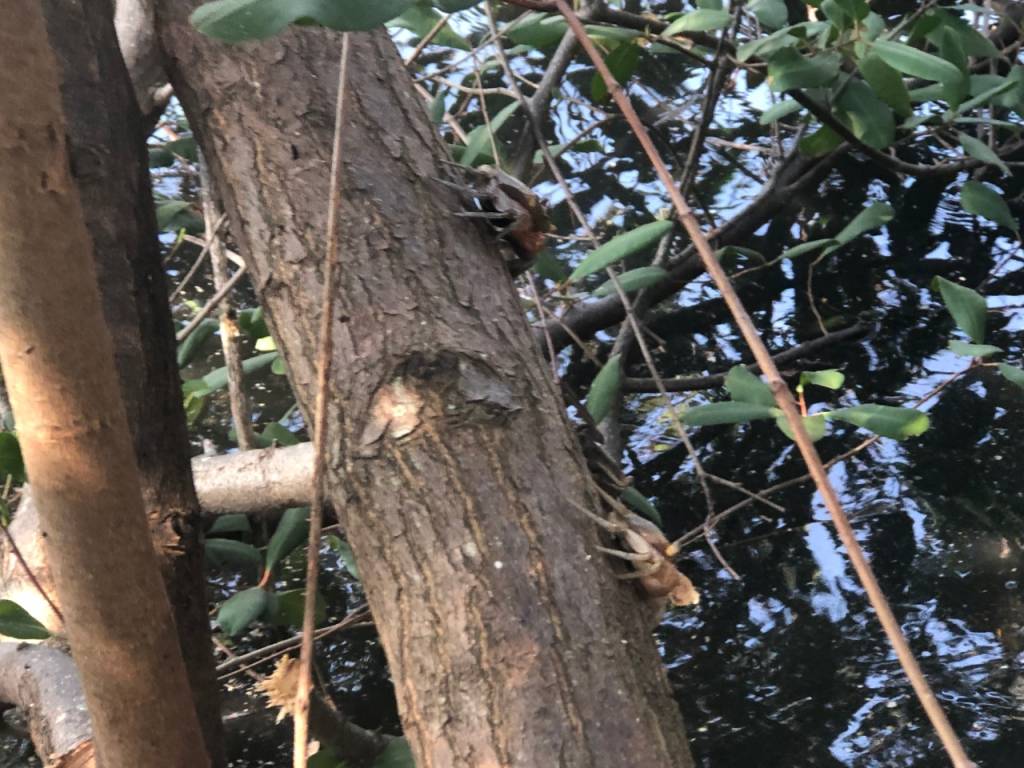 Caranguejos marinheiro por toda parte: eles habitam os caules das árvores