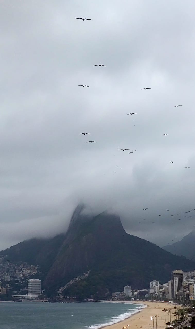 Gaivotas no vento sudoeste