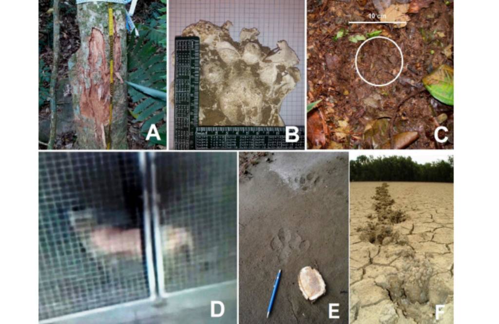 Imagem mostra evidencias da onça-pintada como arranhões, pegadas e a foto de um animal