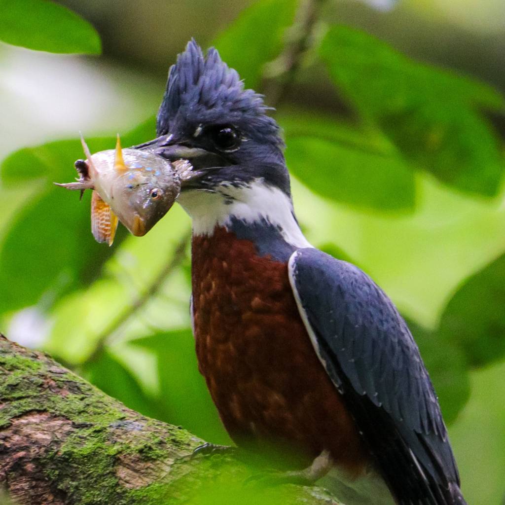 Foto mostra pássaro martim-pescador-grande predando um peixe