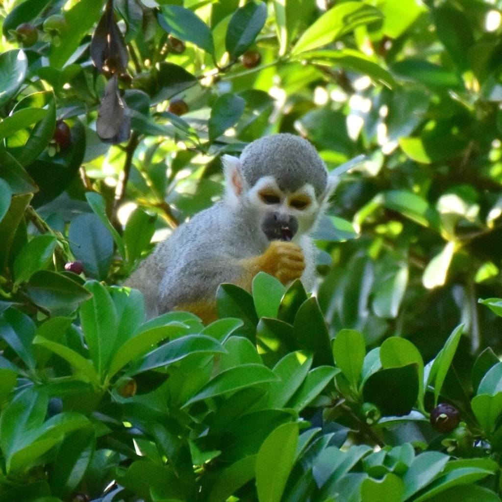 Foto mostra um mico-de-cheiro