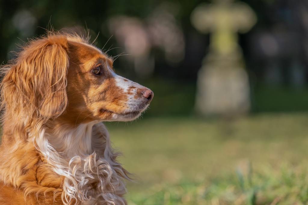 Foto mostra cachorro triste em frente à lápide do cemitério