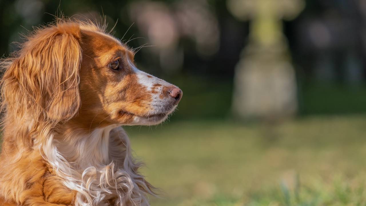 Foto mostra cachorro triste em frente à lápide do cemitério