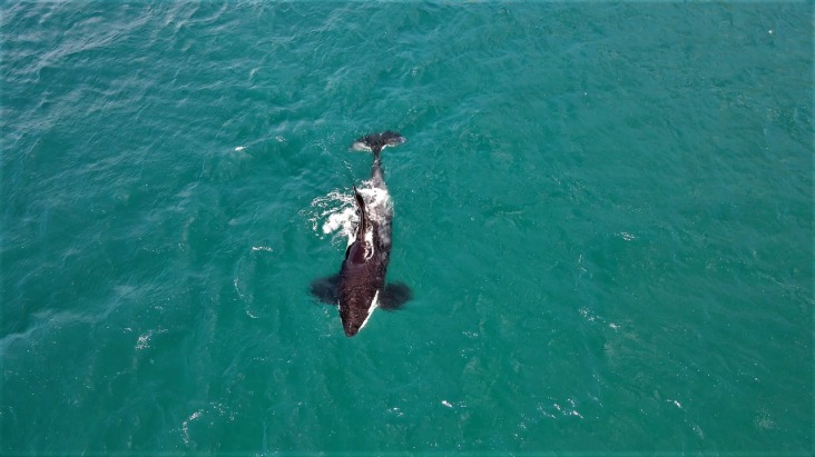 Orcas em Arraial do Cabo