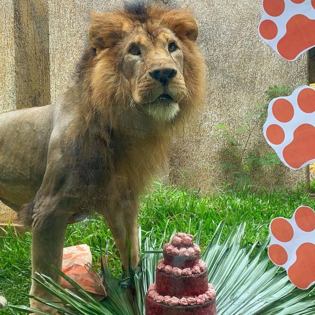 Foto mostra leão com bolo de carne