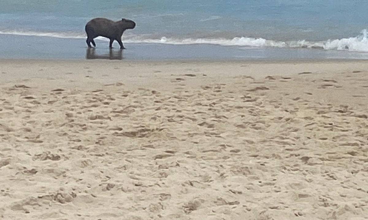 Capivara do Arpoador: curtindo o verão carioca