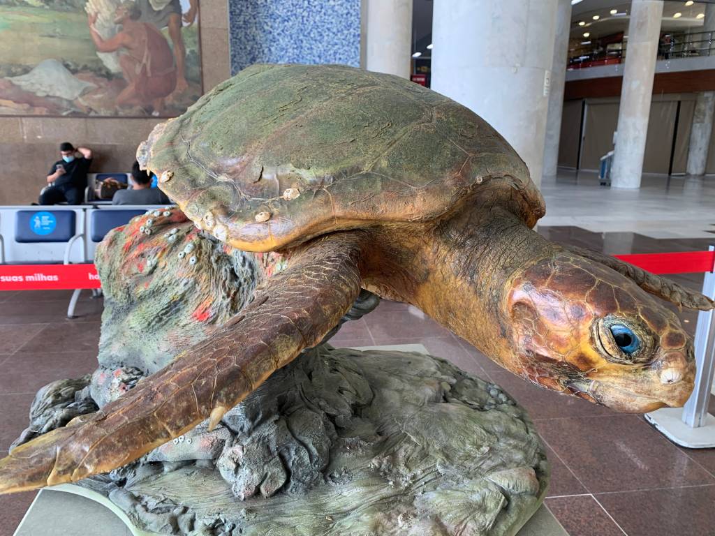 Foto mostra tartaruga taxidermizada