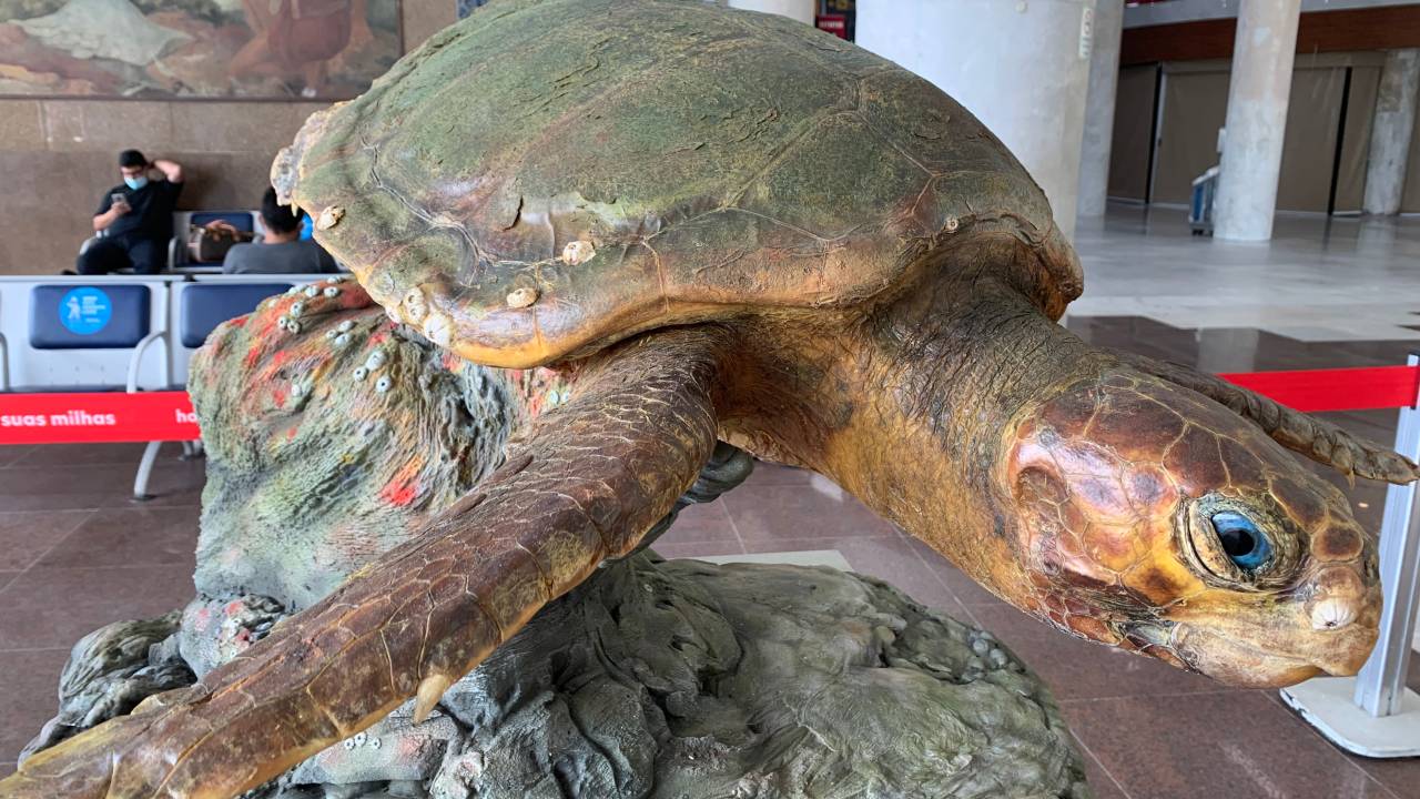 Foto mostra tartaruga taxidermizada