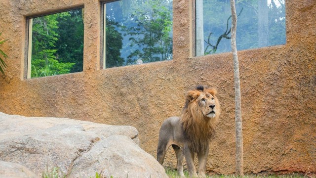Foto mostra o leão Simba em seu recinto do zoológico