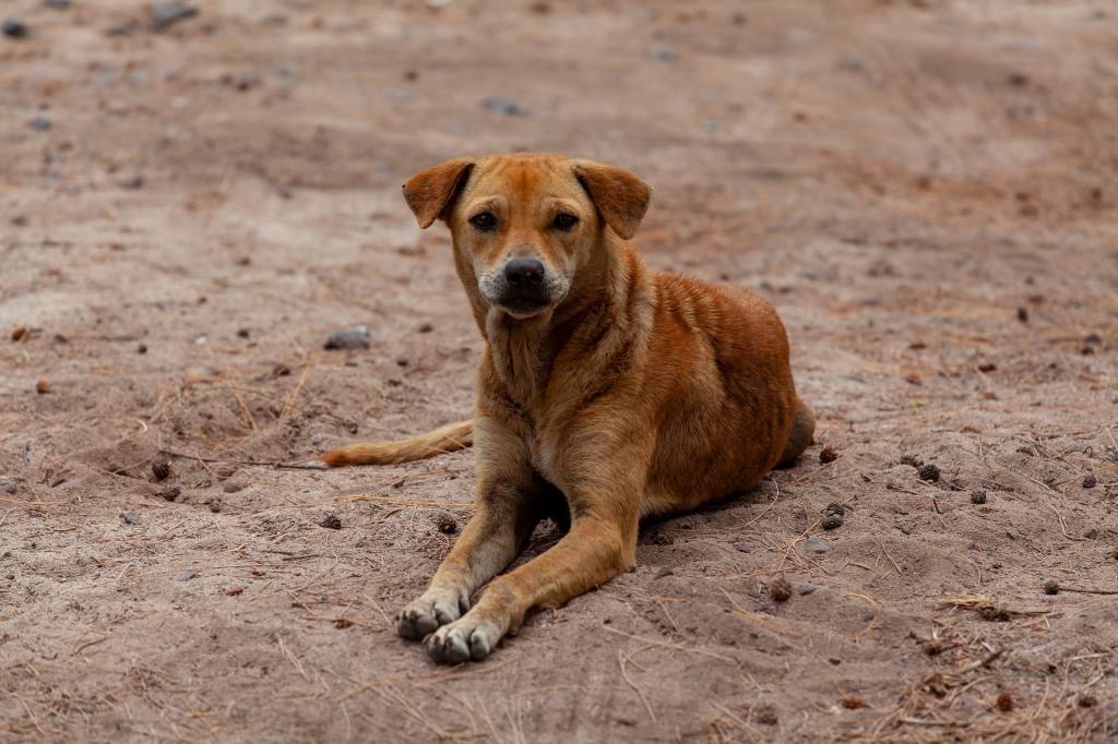Foto mostra cachorro caramelo sentado em um chão de areia