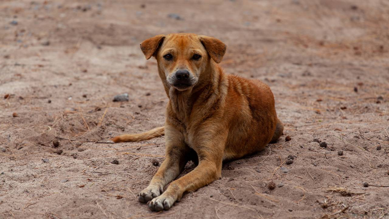 Foto mostra cachorro caramelo sentado em um chão de areia