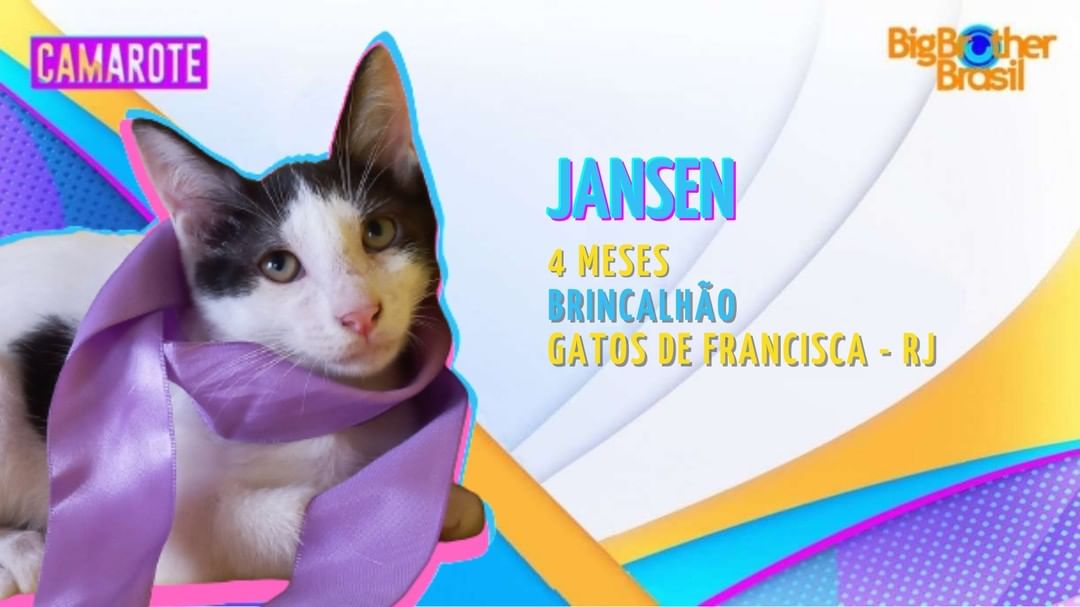 Foto mostra gatinho preto e branco usando uma fita lilás enrolada no pescoço, como um cachecol. Ao seu lado está escrito "Janssen, 4 meses, brincalhão, gatos de francisca"