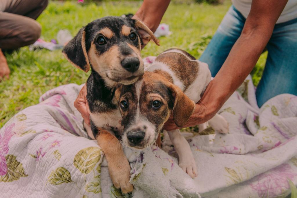 Foto mostra dois cachorros vira latas segurados em cima de uma canga na grama