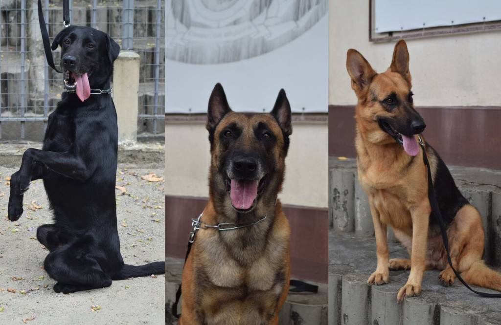 Foto mostra três cachorros da guarda municipal, um labrador preto à esquerda, um pastor-belga-malinóis no centro e uma pastora-alemã à direita