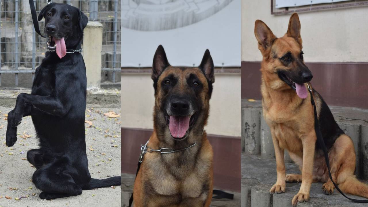 Foto mostra três cachorros da guarda municipal, um labrador preto à esquerda, um pastor-belga-malinóis no centro e uma pastora-alemã à direita