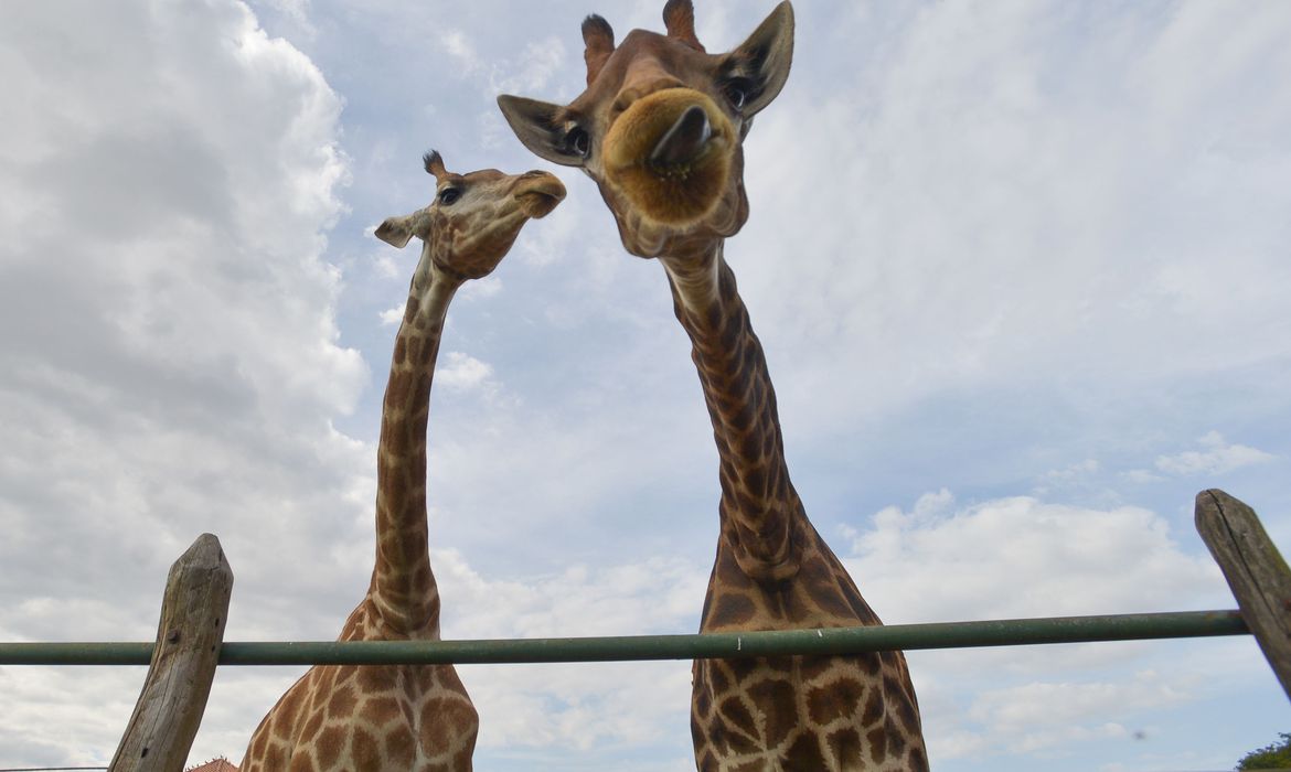 Girafas: ainda não há data para que os animais sejam transferidos de Mangaratiba para o Bioparque