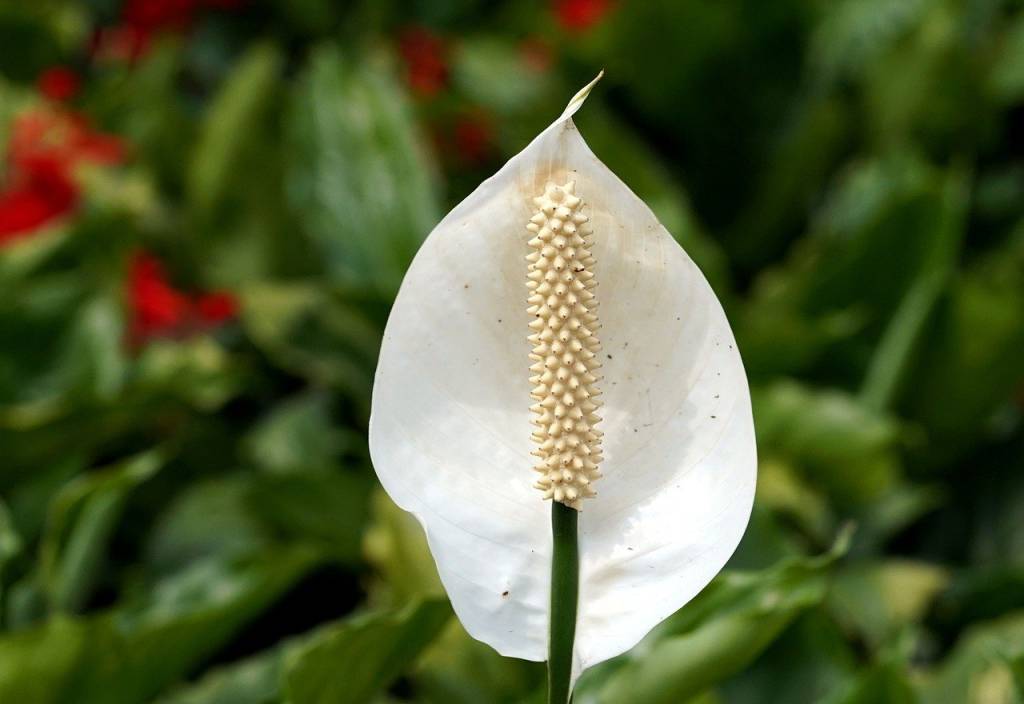 peace-lily-g885c9f530_1280 Plantas da sorte: 7 espécies para trazer dinheiro e prosperidade