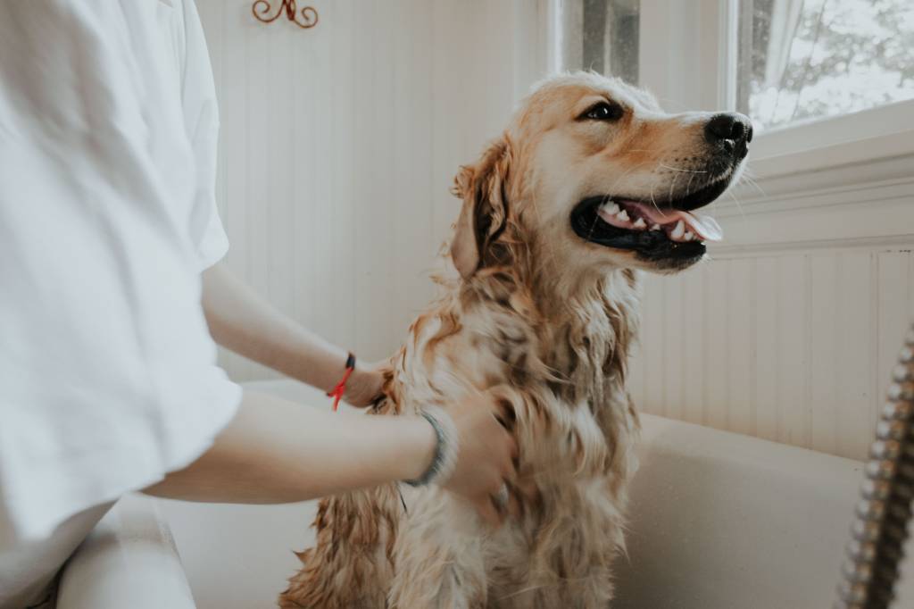 cachorro sendo secado após banho