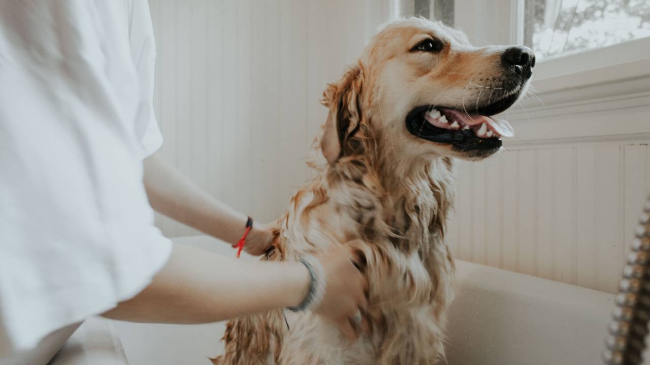 cachorro sendo secado após banho