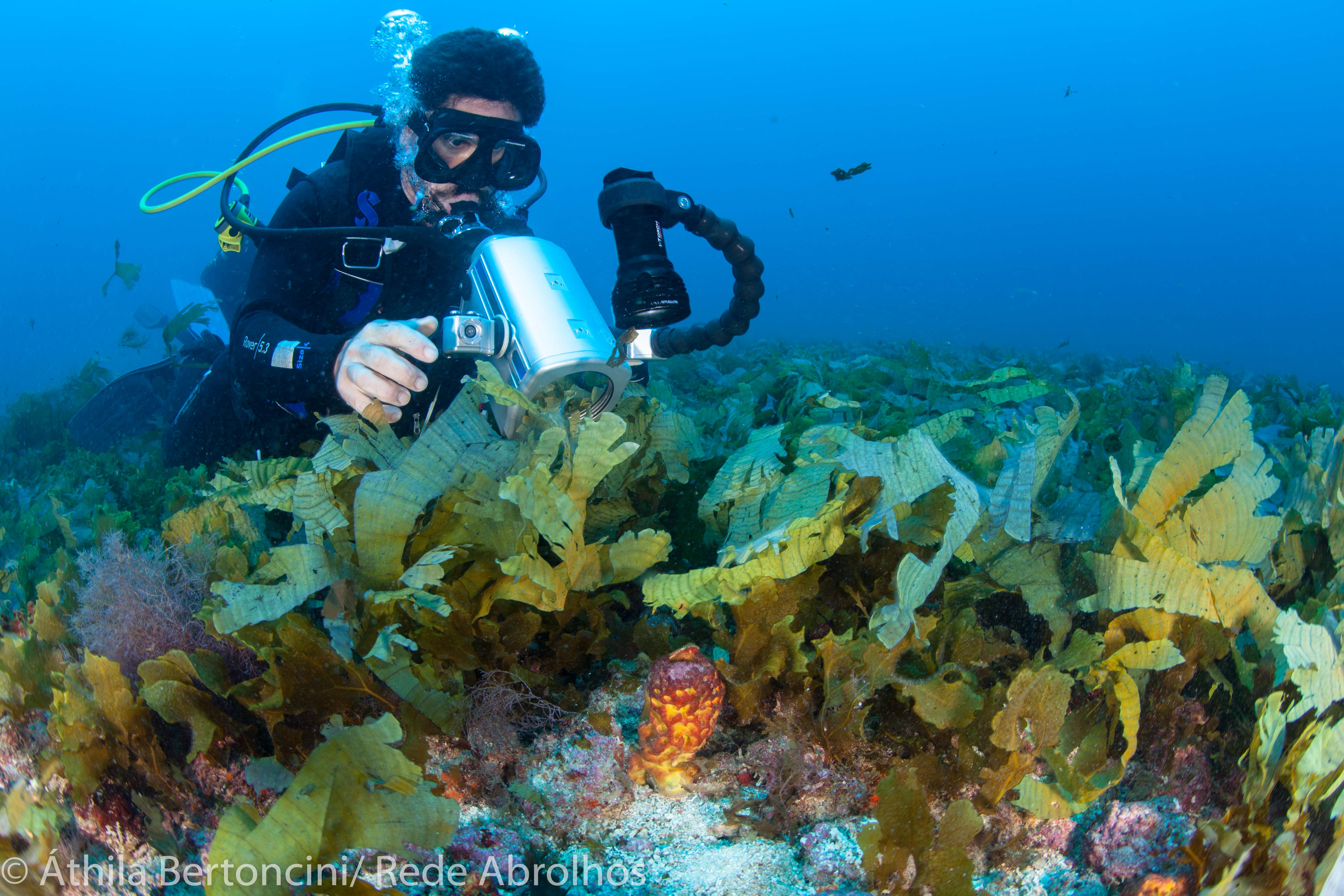 Foto mostra mergulhador/pesquisador observando plantas no fundo do oceano