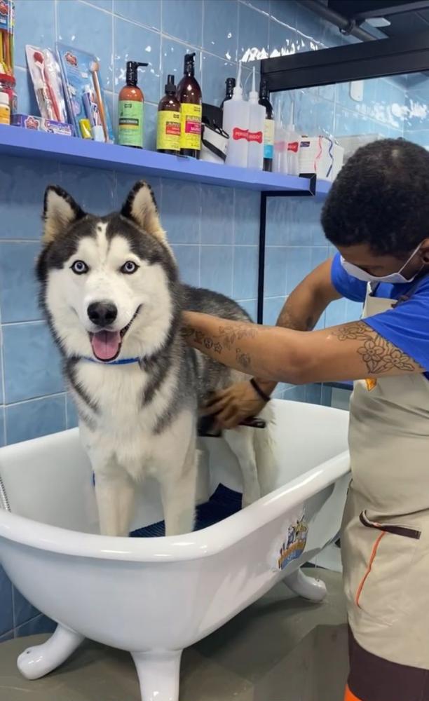 Foto mostra cachorro husky siberiano tomando banho