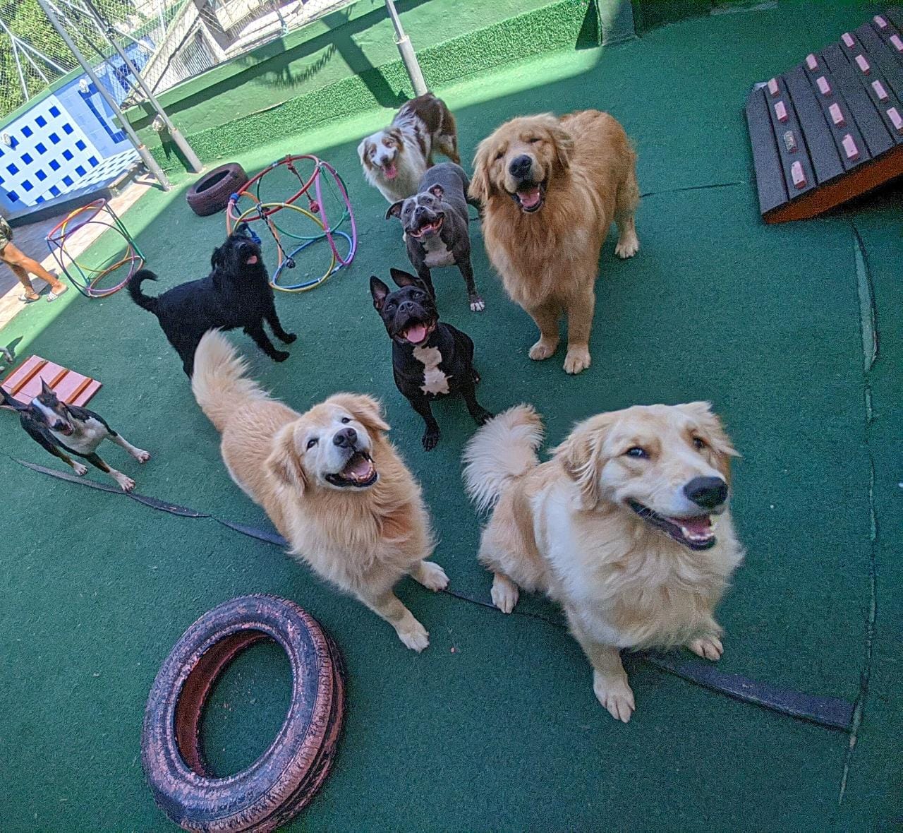 Foto mostra cachorros felizes em espaço com brinquedos