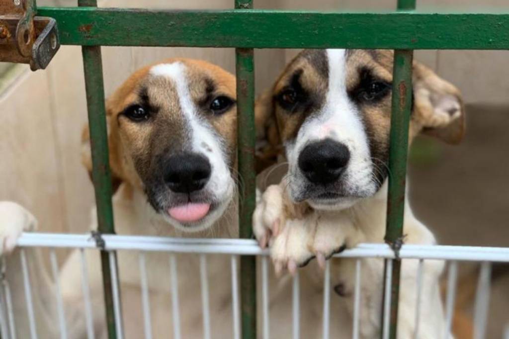 Foto mostra dois cachorros malhados presos atrás de uma grade